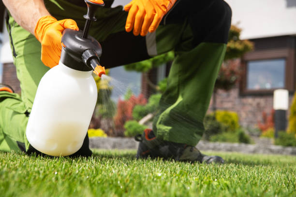 Best Local Pest Control Services  in St Martins, MO