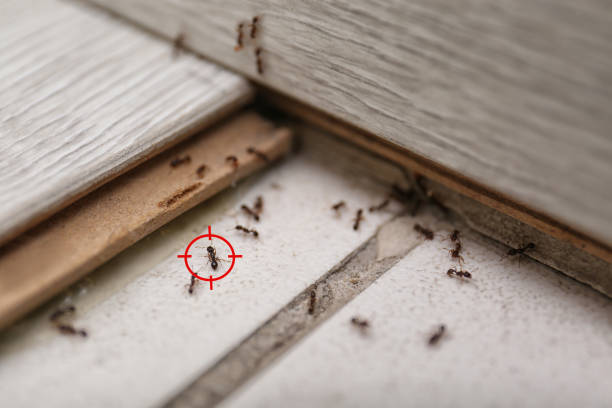 Best Pest Control for Businesses  in St Martins, MO