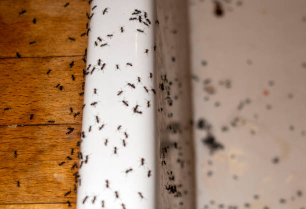Best Pest Inspection Near Me  in St Martins, MO